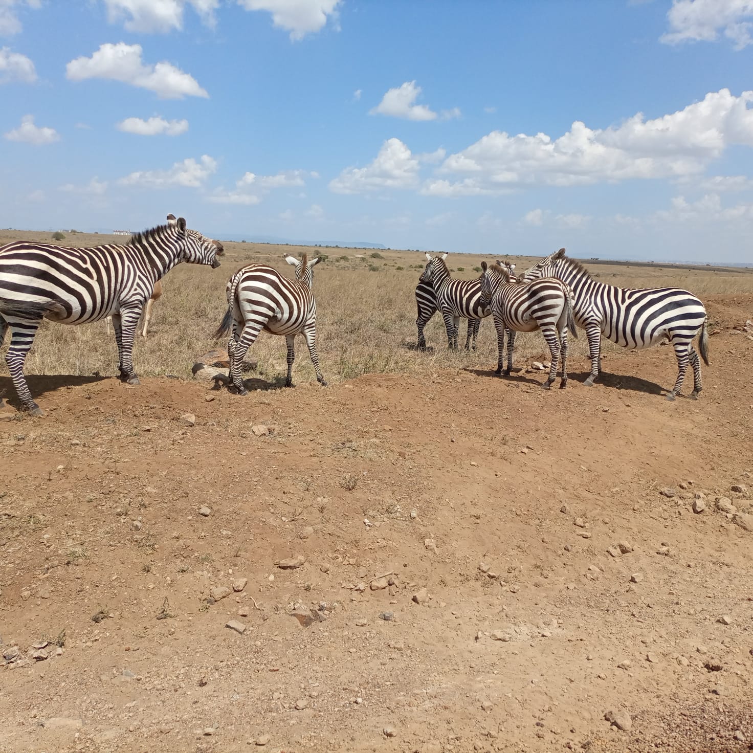African Tours Safari Getaway